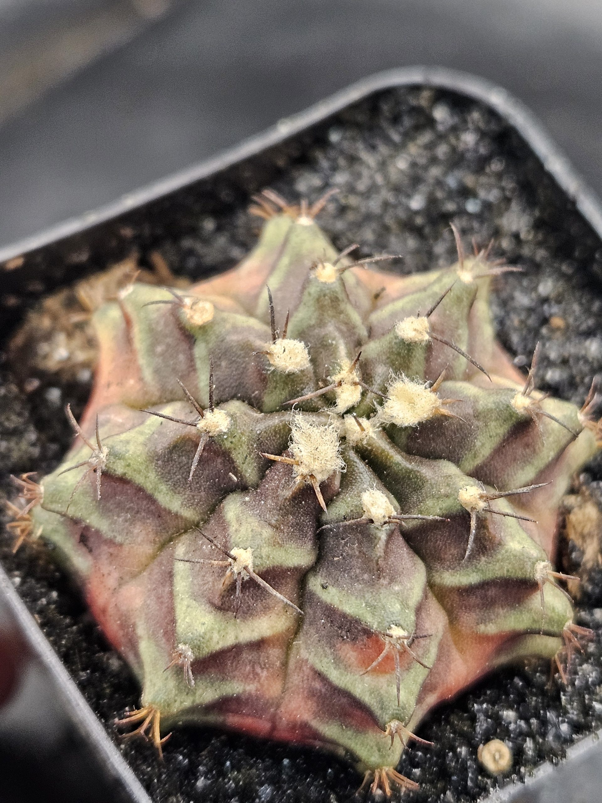 Season Gymnocalycium mihanovichii clone