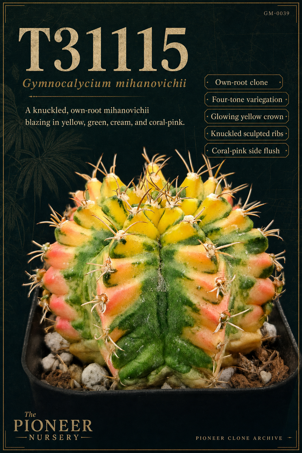T31115 Gymnocalycium mihanovichii clone profile