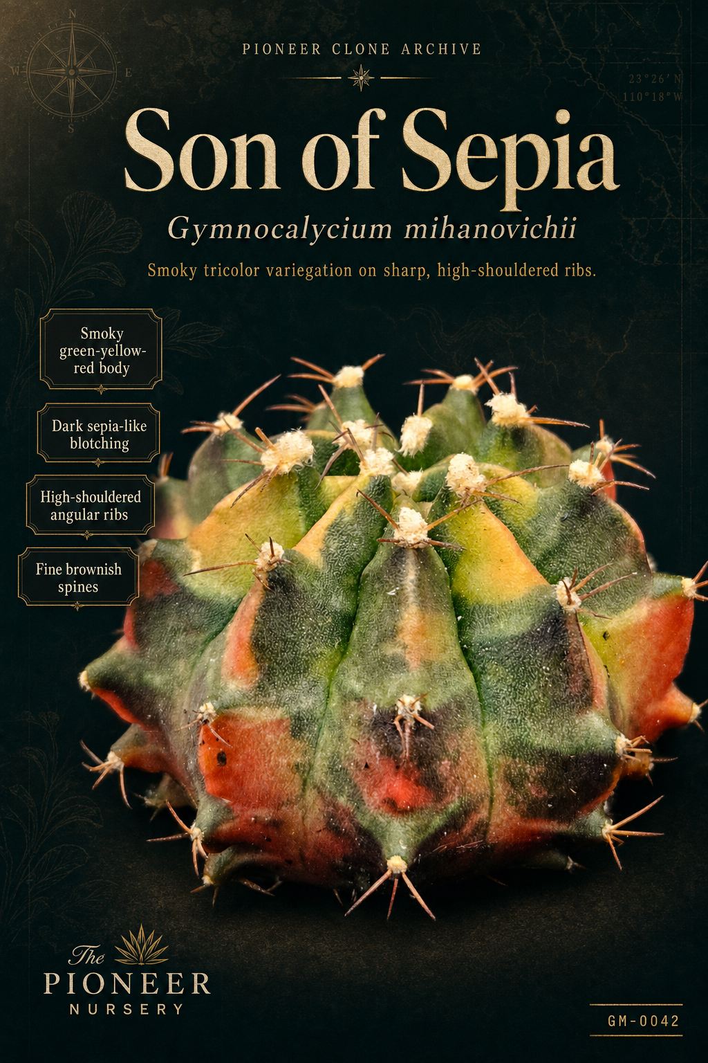 Son of Sepia Gymnocalycium mihanovichii clone profile