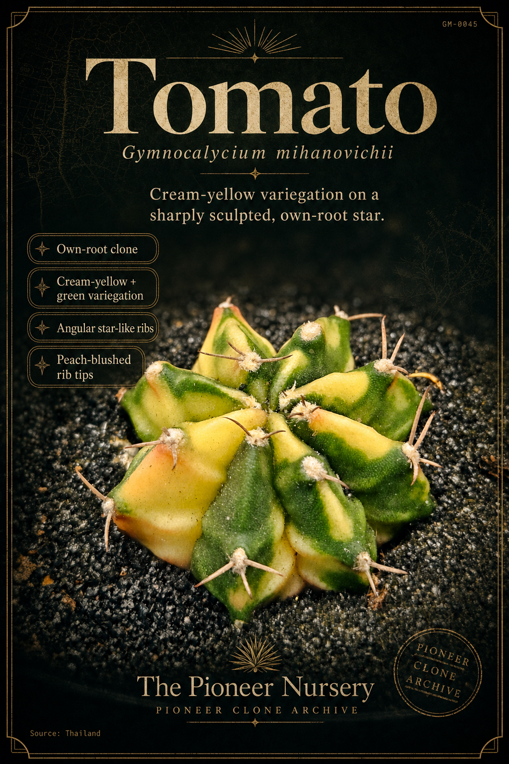 Tomato Gymnocalycium mihanovichii clone profile