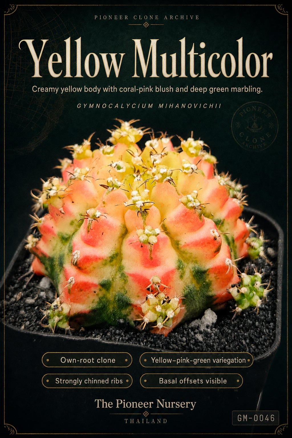 Yellow Multicolor Gymnocalycium mihanovichii clone profile