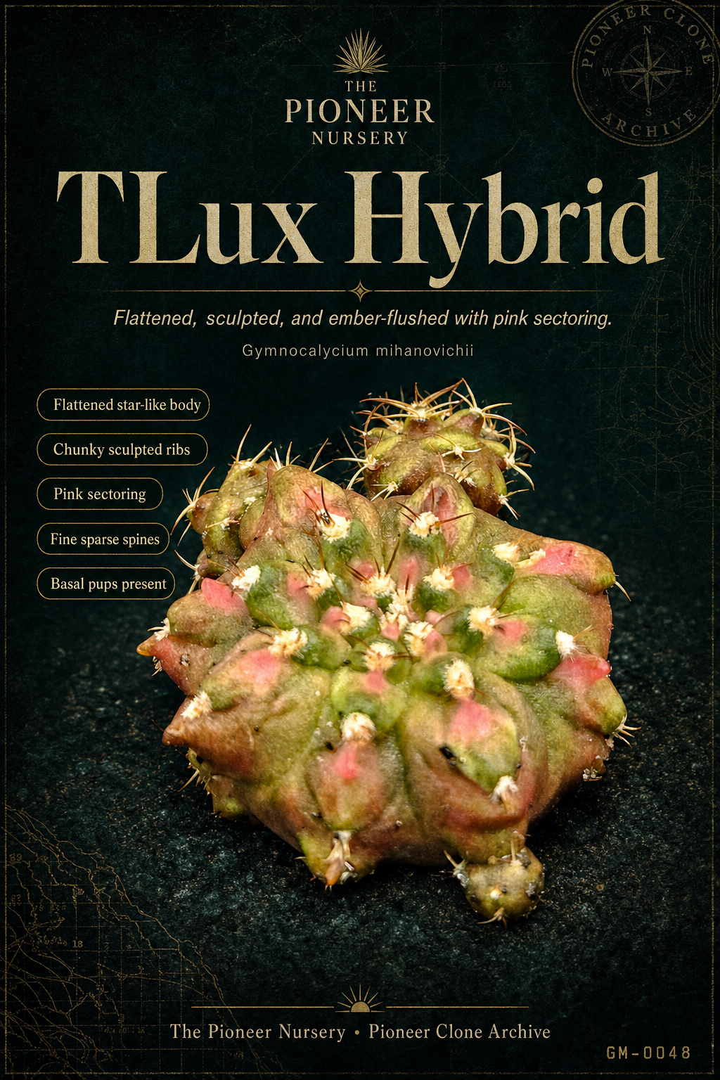 TLux Hybrid Gymnocalycium mihanovichii clone profile