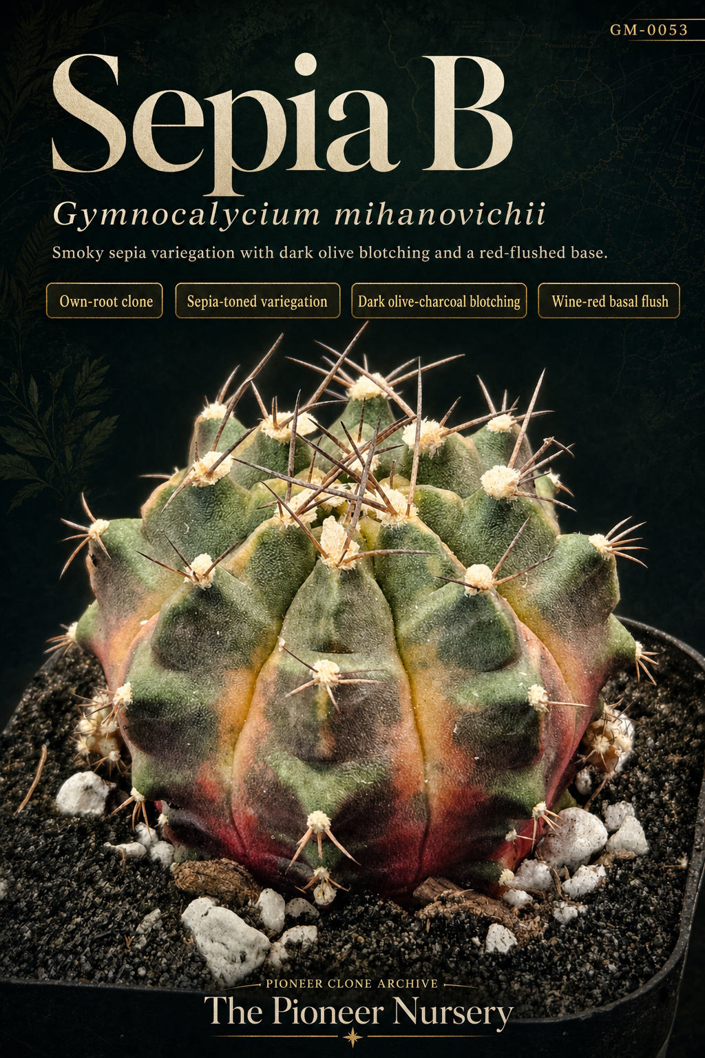 Sepia B Gymnocalycium mihanovichii clone profile