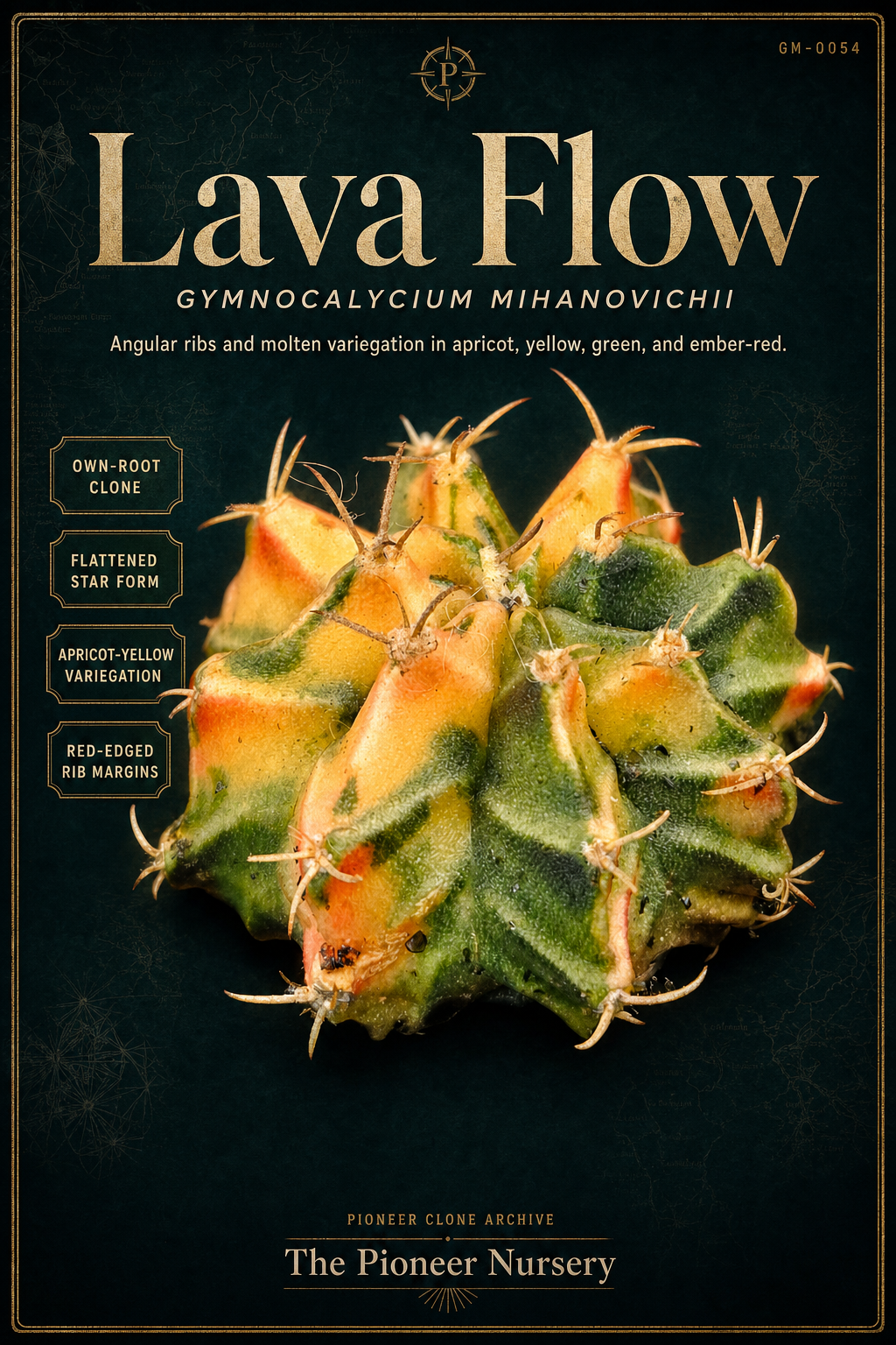 Lava Flow Gymnocalycium mihanovichii clone profile