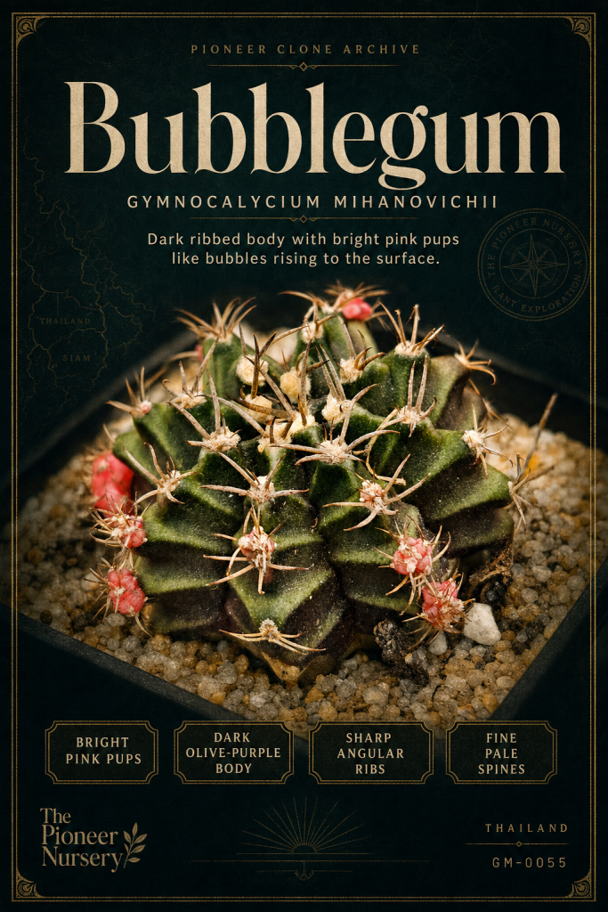 Bubblegum Gymnocalycium mihanovichii clone profile