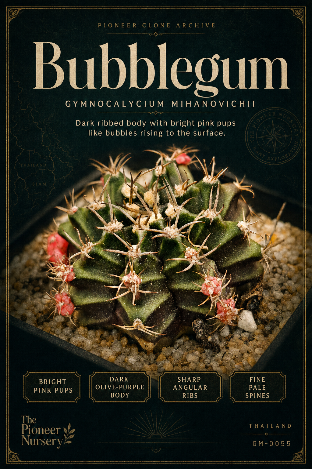 Bubblegum Gymnocalycium mihanovichii clone profile