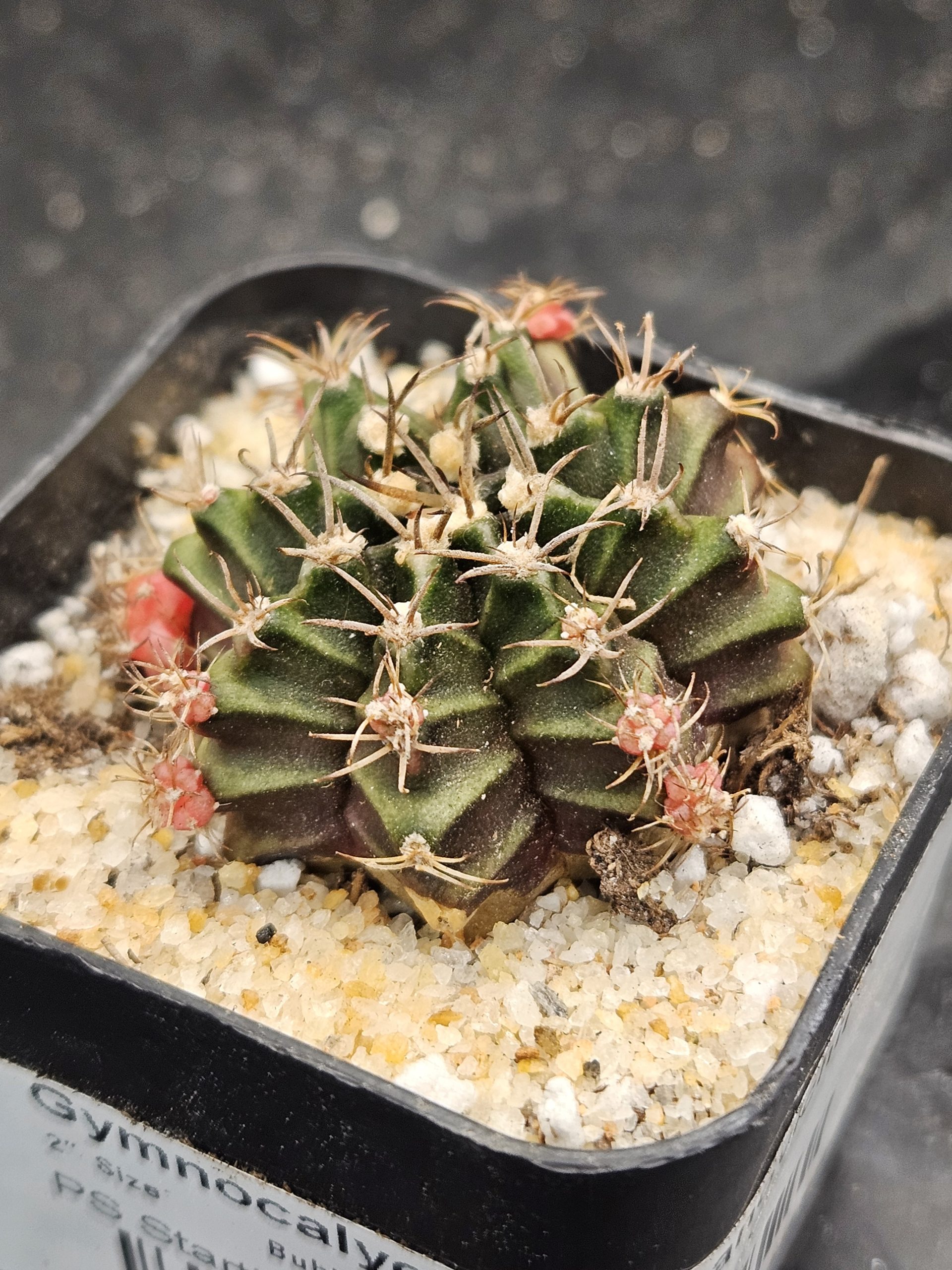 Bubblegum Gymnocalycium mihanovichii clone