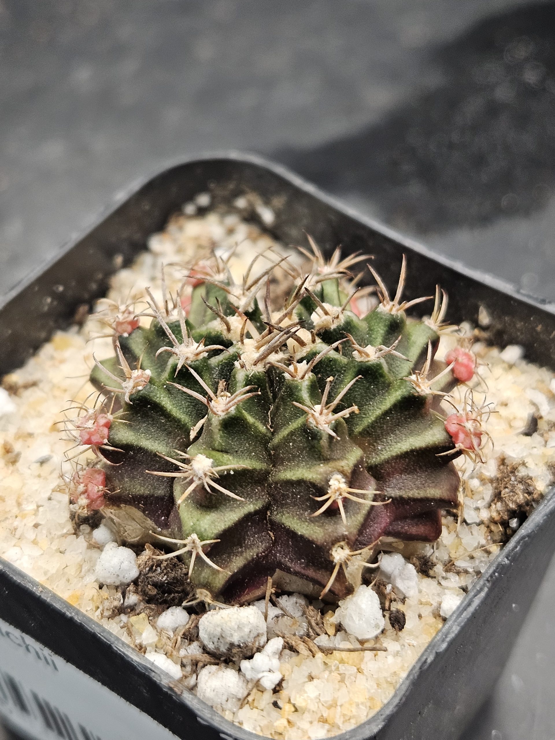 Bubblegum Gymnocalycium mihanovichii clone