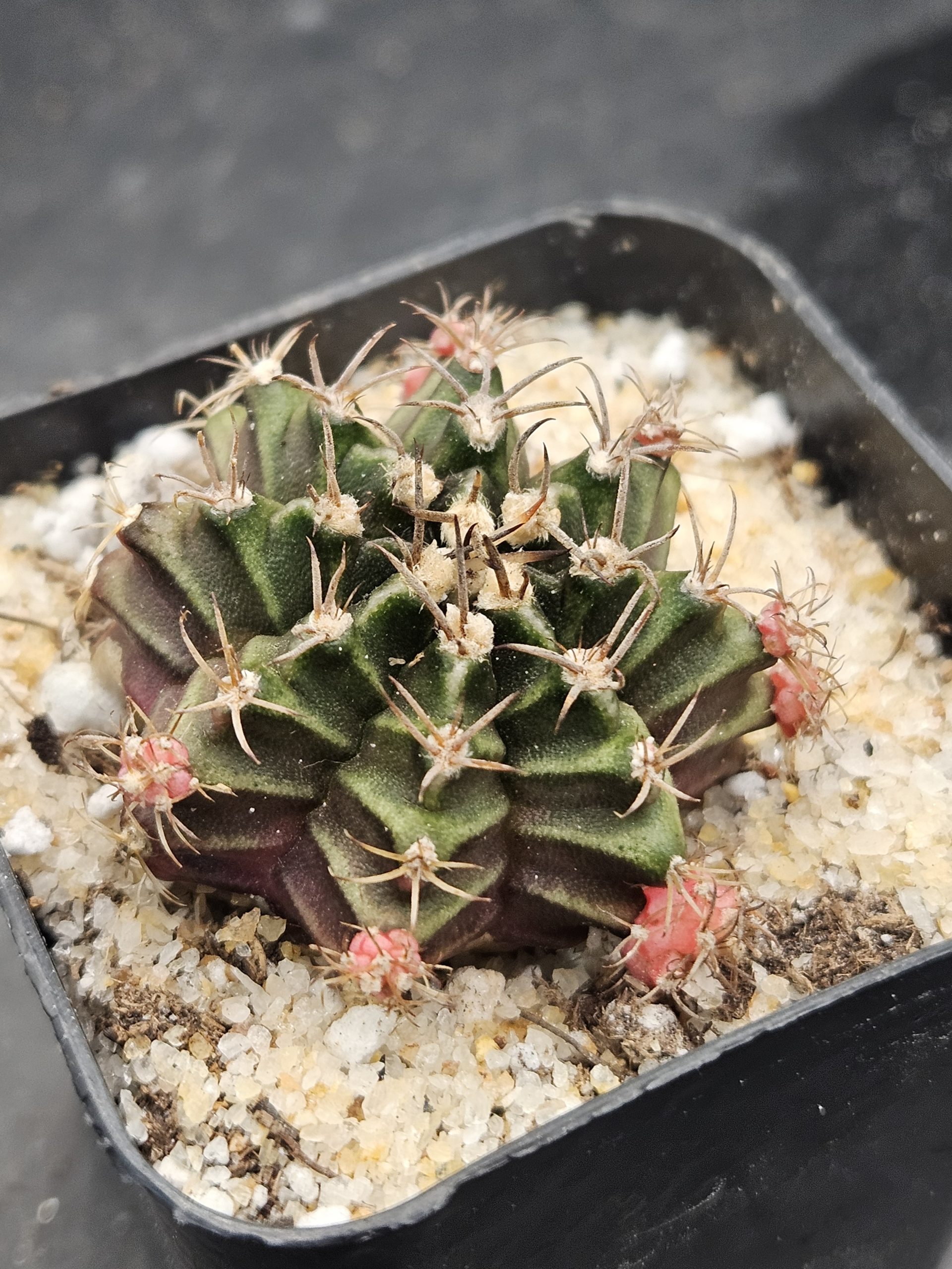 Bubblegum Gymnocalycium mihanovichii clone