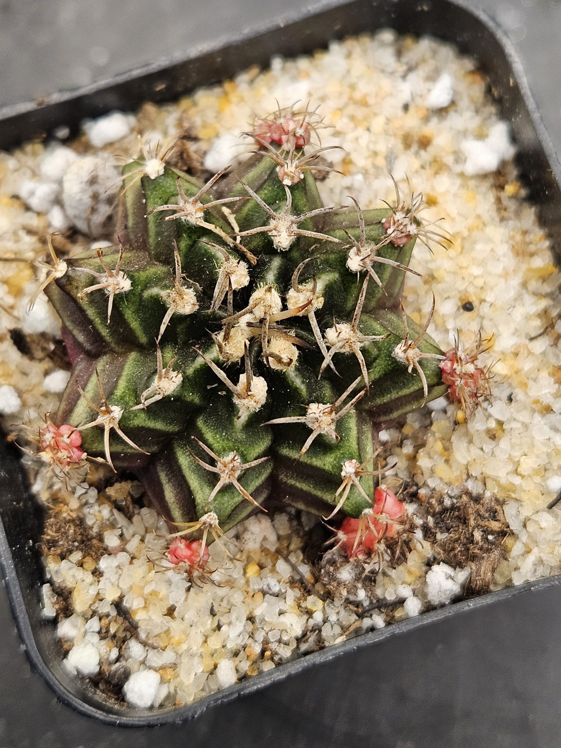 Bubblegum Gymnocalycium mihanovichii clone