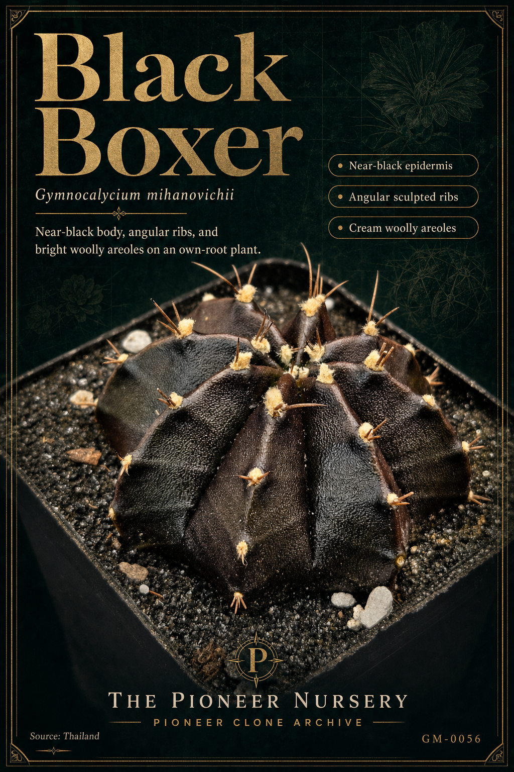 Black Boxer Gymnocalycium mihanovichii clone profile
