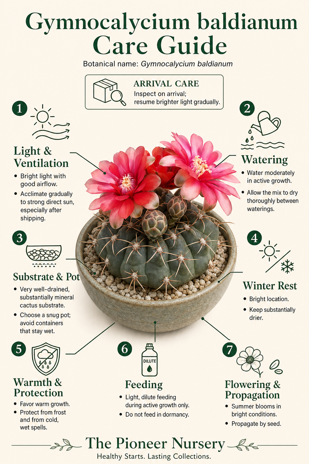 Gymnocalycium baldianum dwarf chin cactus with a flattened-globose body, tubercled ribs, bristle-like spines, and deep pink summer flowers
