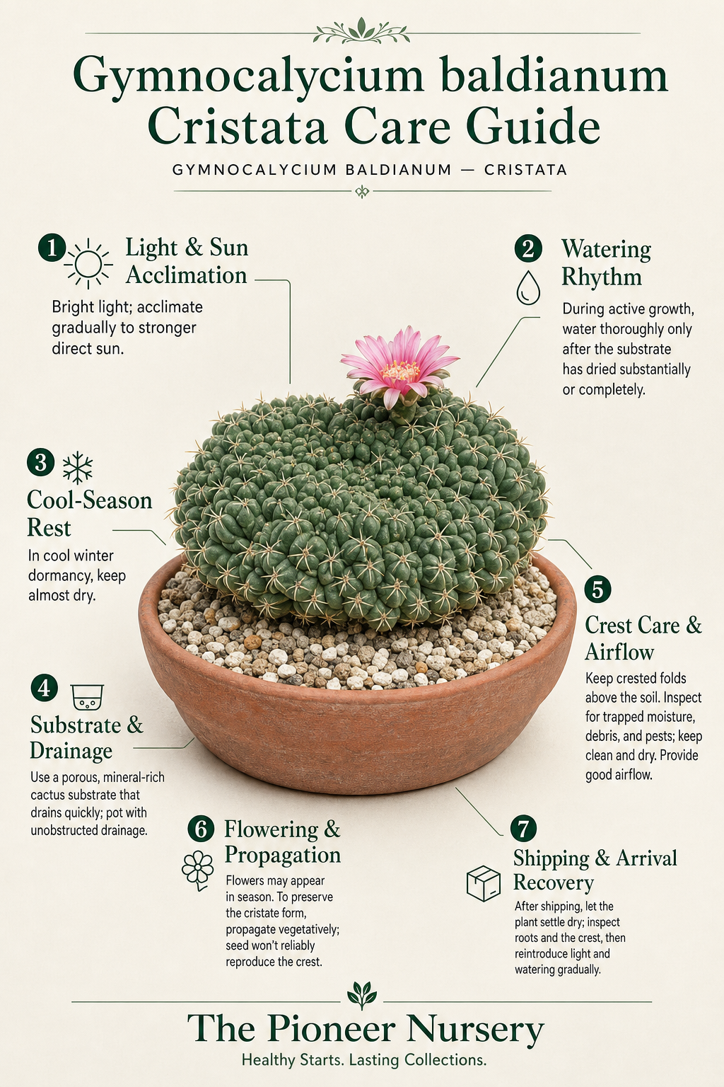 Gymnocalycium baldianum Cristata with fan-shaped crested growth shown in a vertical cactus care guide