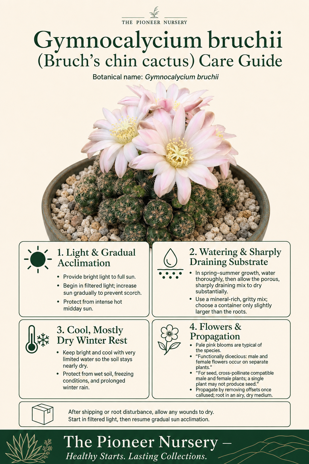 Gymnocalycium bruchii, a small clump-forming cactus with rounded green bodies and pink flowers, shown in a bright, sharply draining potting setup.
