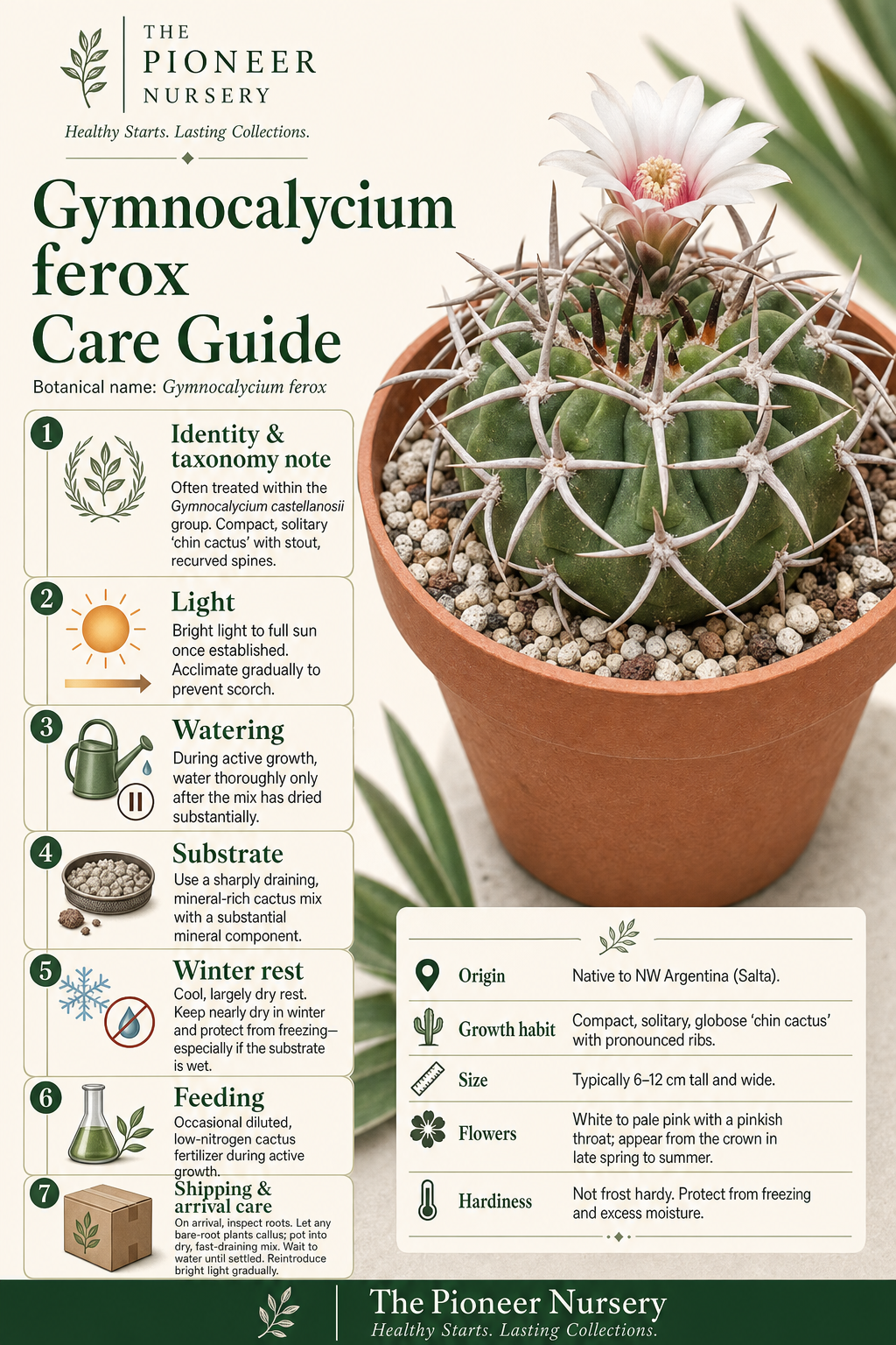 Gymnocalycium ferox cactus with stout recurved spines, shown in a bright, sharply drained growing setup with care-guide panels.