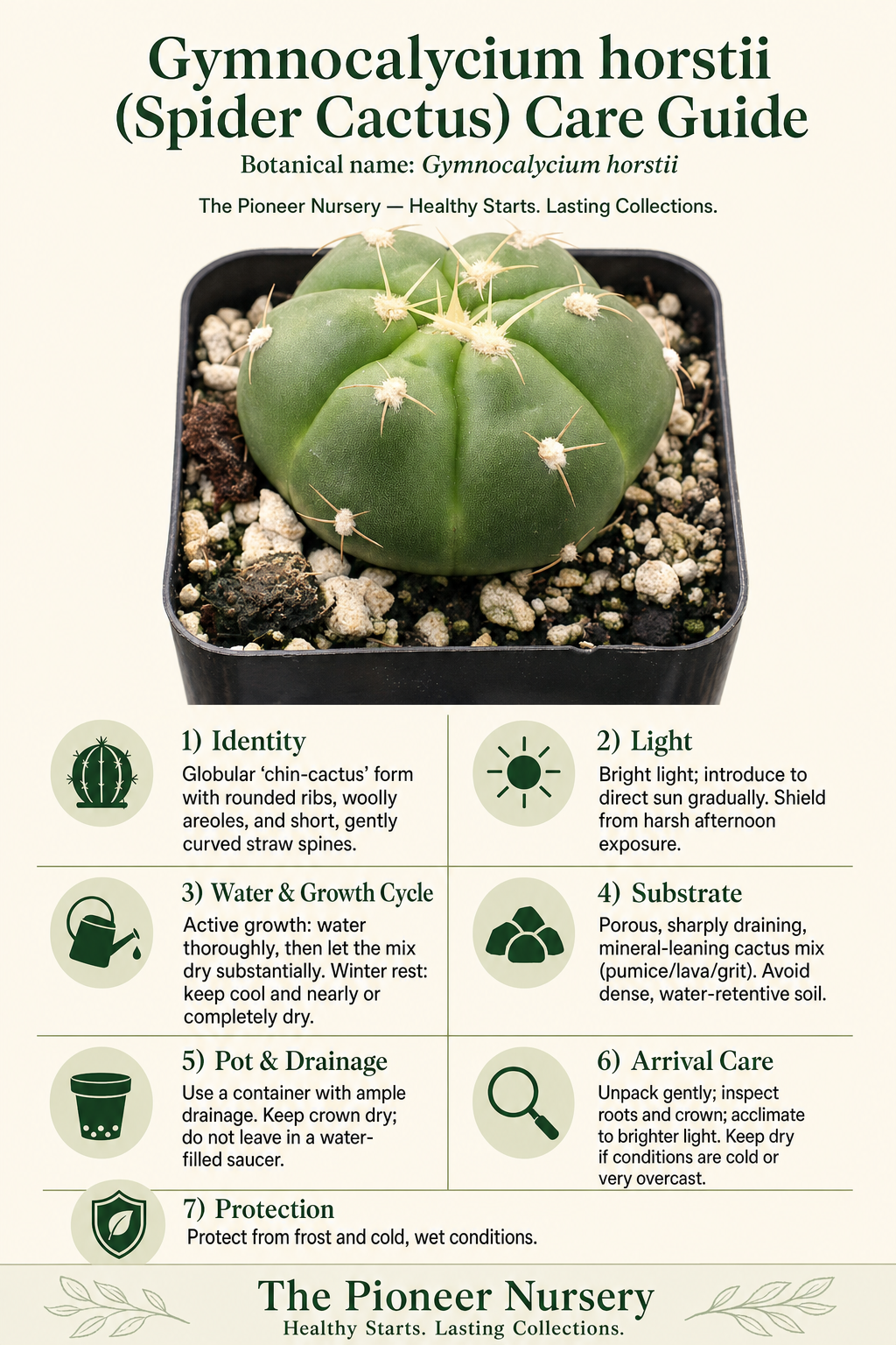 Gymnocalycium horstii spider cactus care guide showing its globular form and seasonal care needs