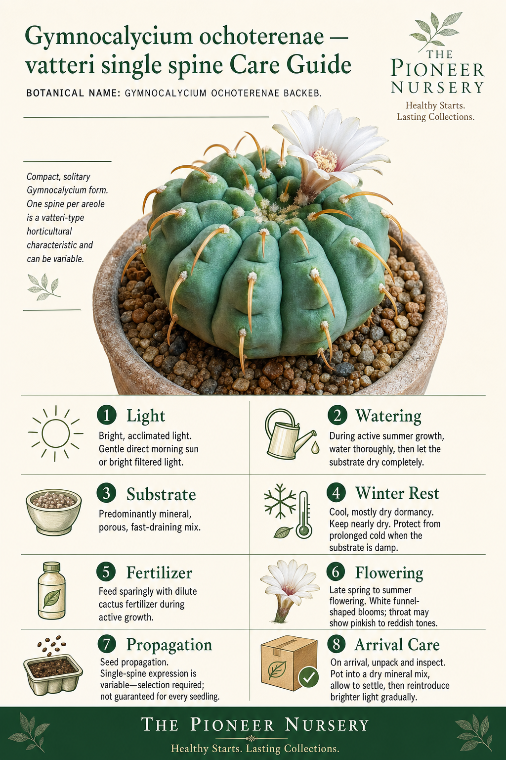 Gymnocalycium ochoterenae vatteri-type single-spine cactus with compact growth and one spine per areole, shown in a vertical care guide infographic.