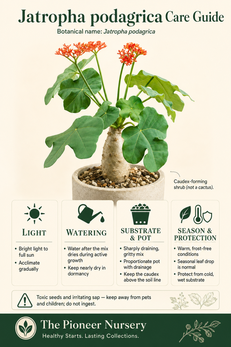 Jatropha podagrica Buddha belly plant with swollen caudex, green leaves, and orange-red flower clusters in a care-guide layout