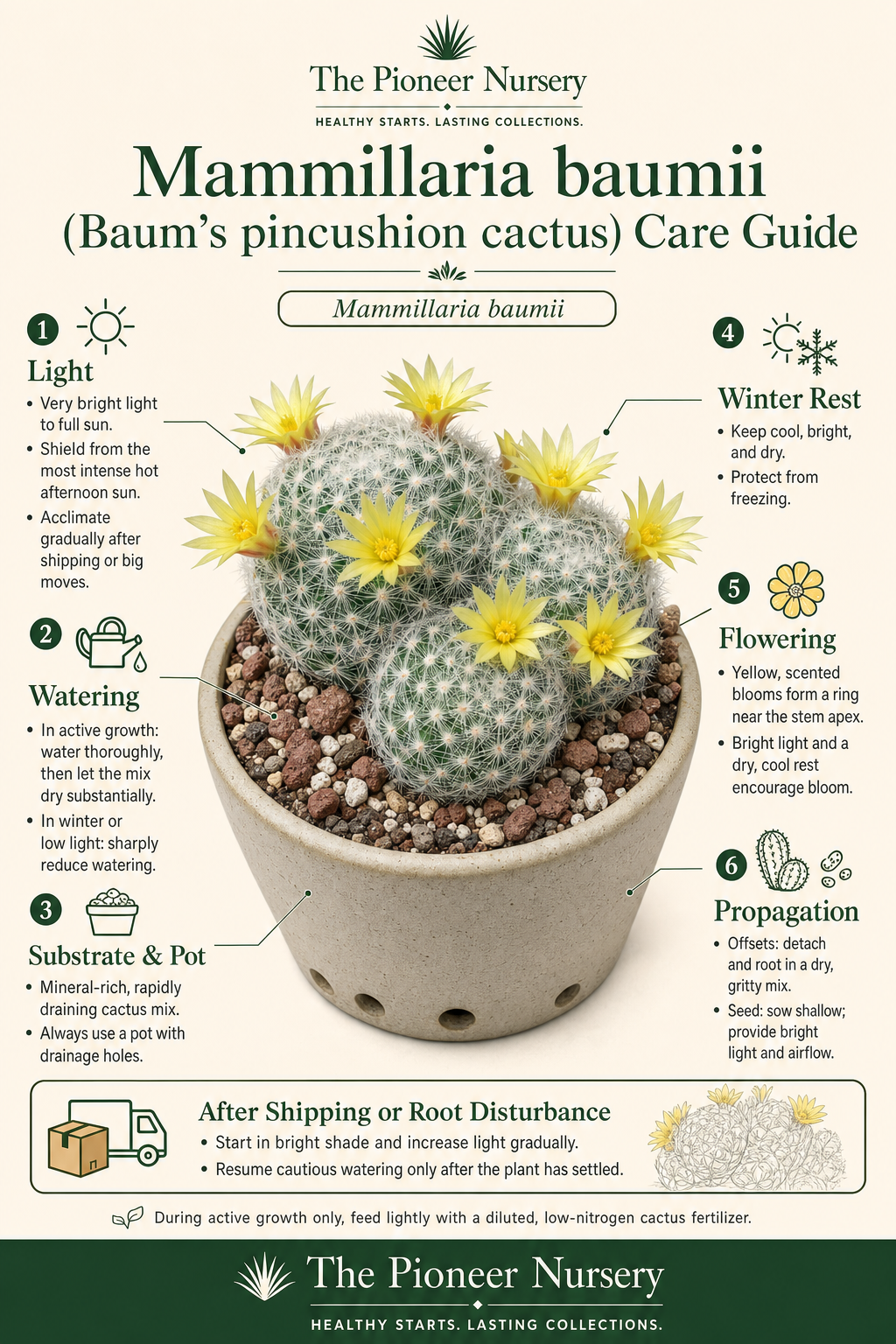 Mammillaria baumii Baum’s pincushion cactus with clumping stems and yellow flowers in a vertical care guide infographic