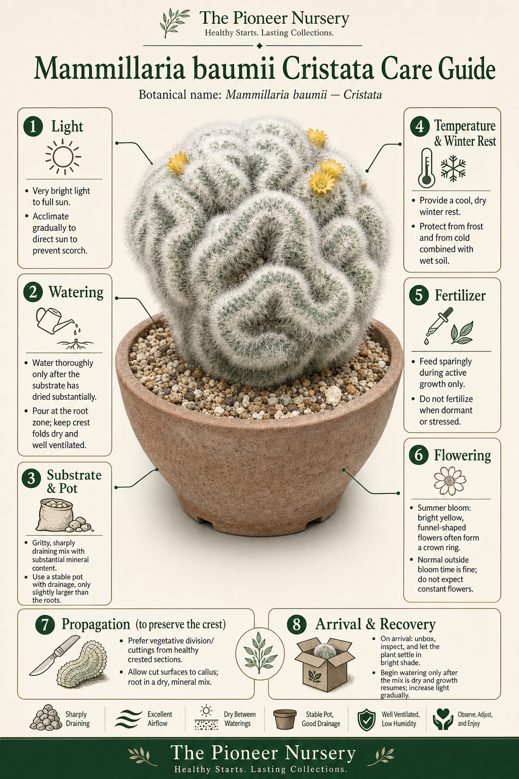 Mammillaria baumii Cristata, a crested cactus with convoluted fan-shaped growth, shown in a bright, gritty-care infographic.