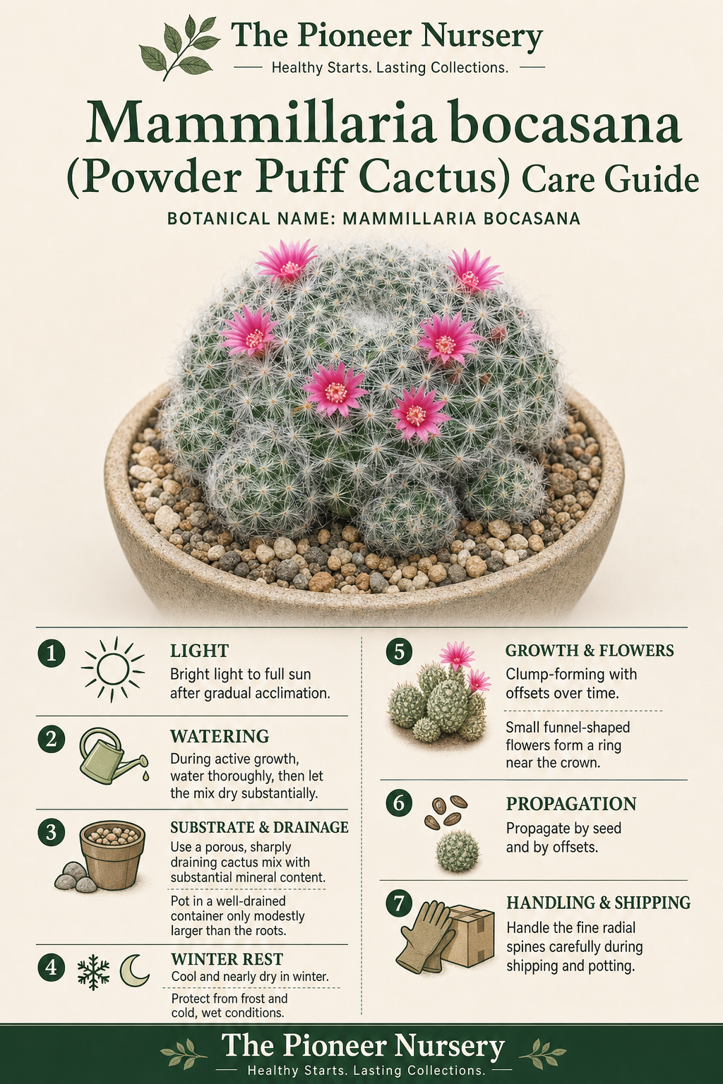 Mammillaria bocasana powder puff cactus with fine radial spines and care guide sections for light, watering, soil, winter rest, flowering, and propagation.