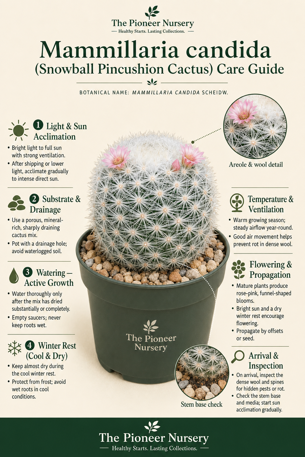 Mammillaria candida snowball pincushion cactus care infographic showing its dense white wool and spines, rose-pink flowers, bright-light needs, sharply draining soil, careful watering, and dry winter rest.