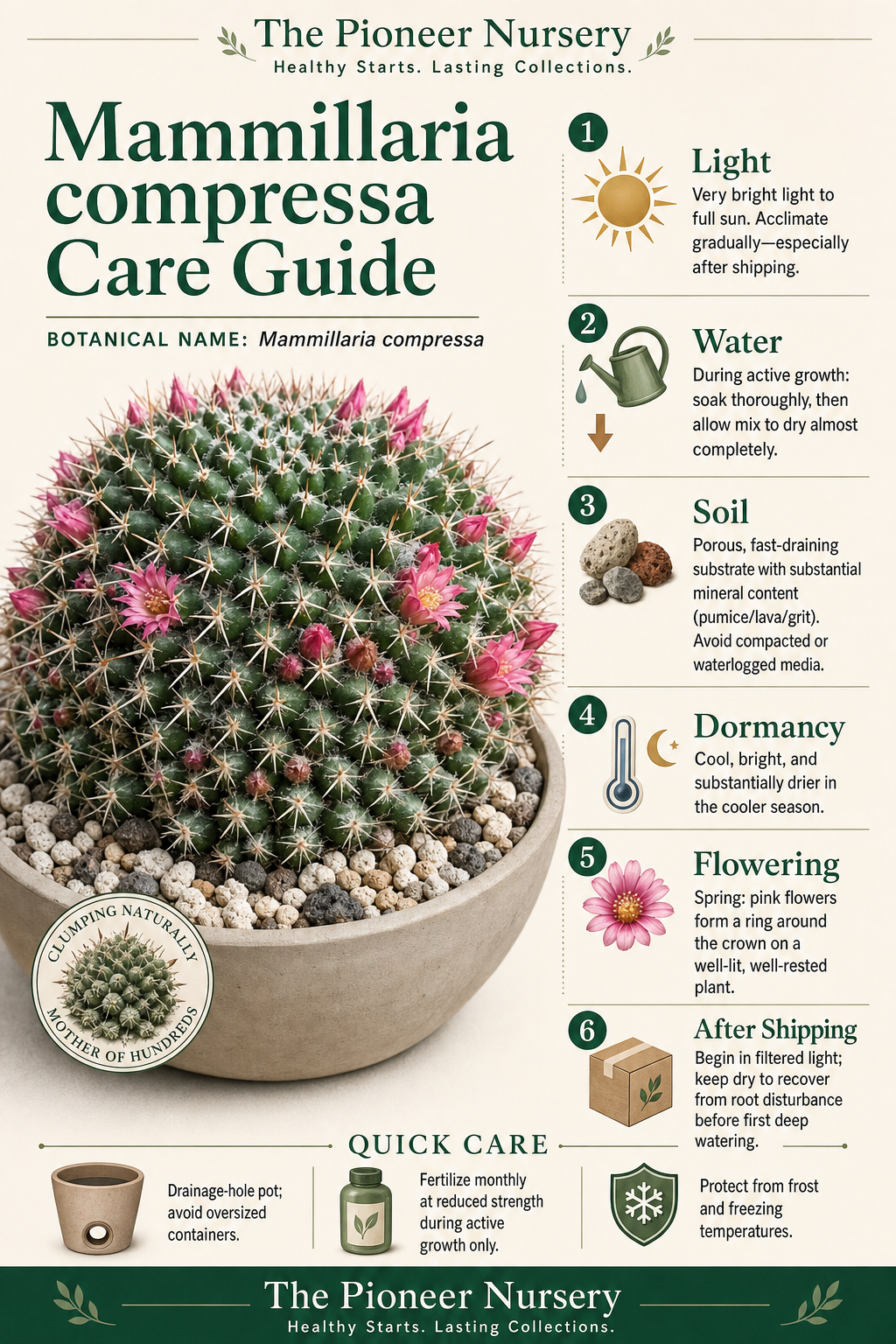 Mammillaria compressa Mother of Hundreds cactus showing its clump-forming growth and pink crown flowers in a mineral cactus substrate