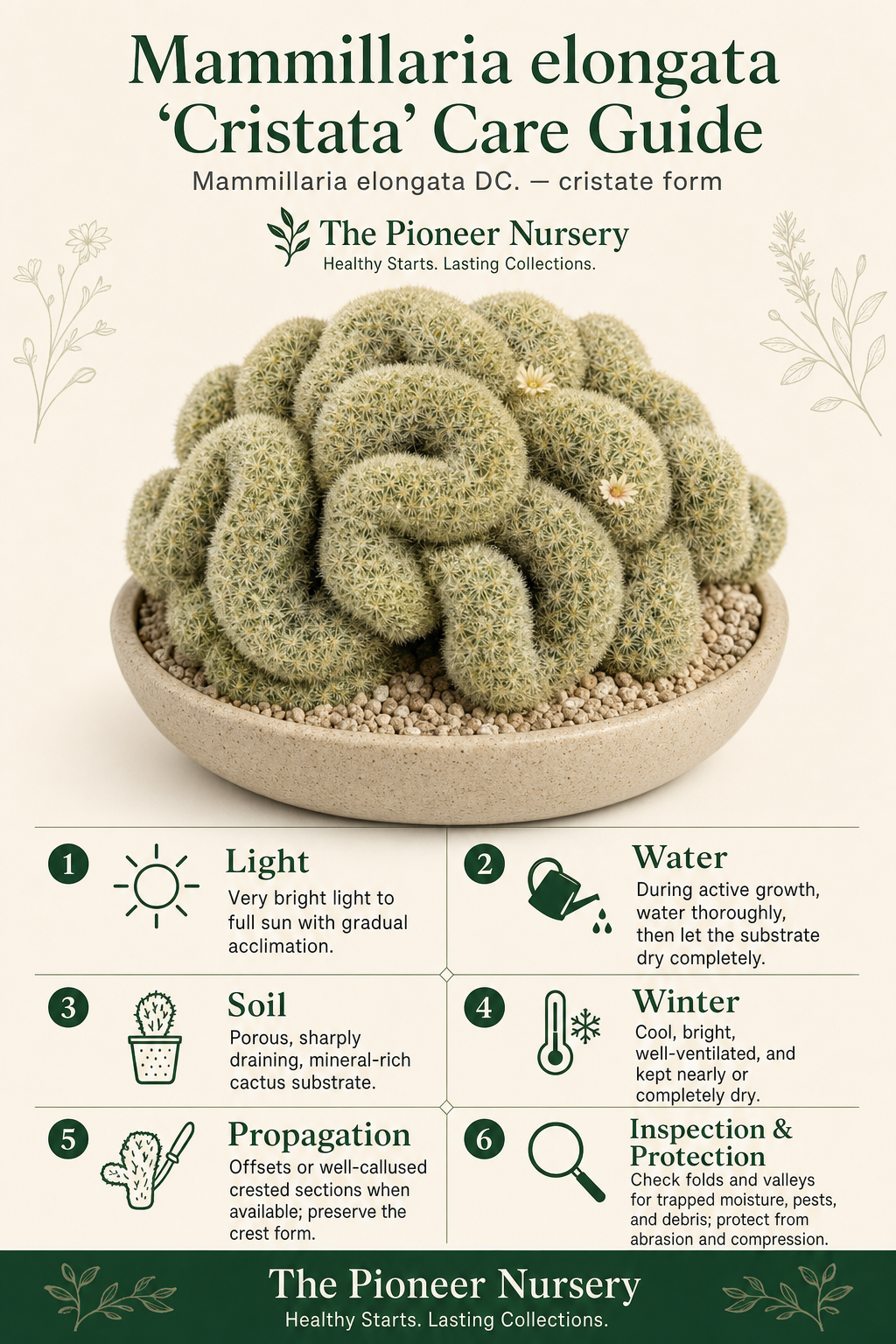 Mammillaria elongata 'Cristata', a crested ladyfinger cactus with convoluted growth, shown with key care guidance.