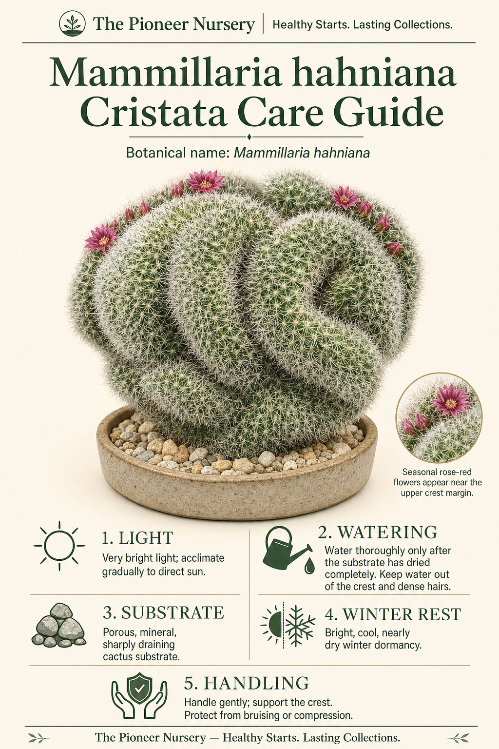 Mammillaria hahniana Cristata, a crested old lady cactus with dense white hairs and a broad irregular fan-shaped crest.