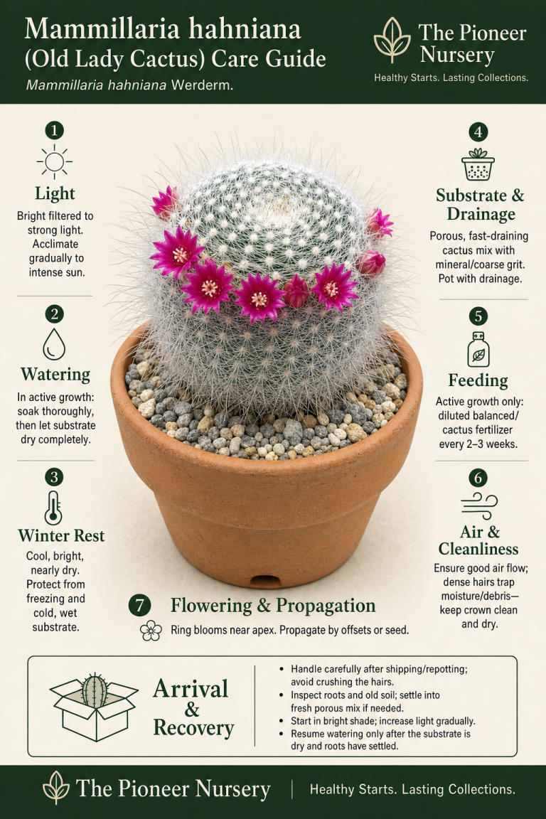 Mammillaria hahniana old lady cactus with dense white hairs, bristles, and a ring of small rose-red flowers