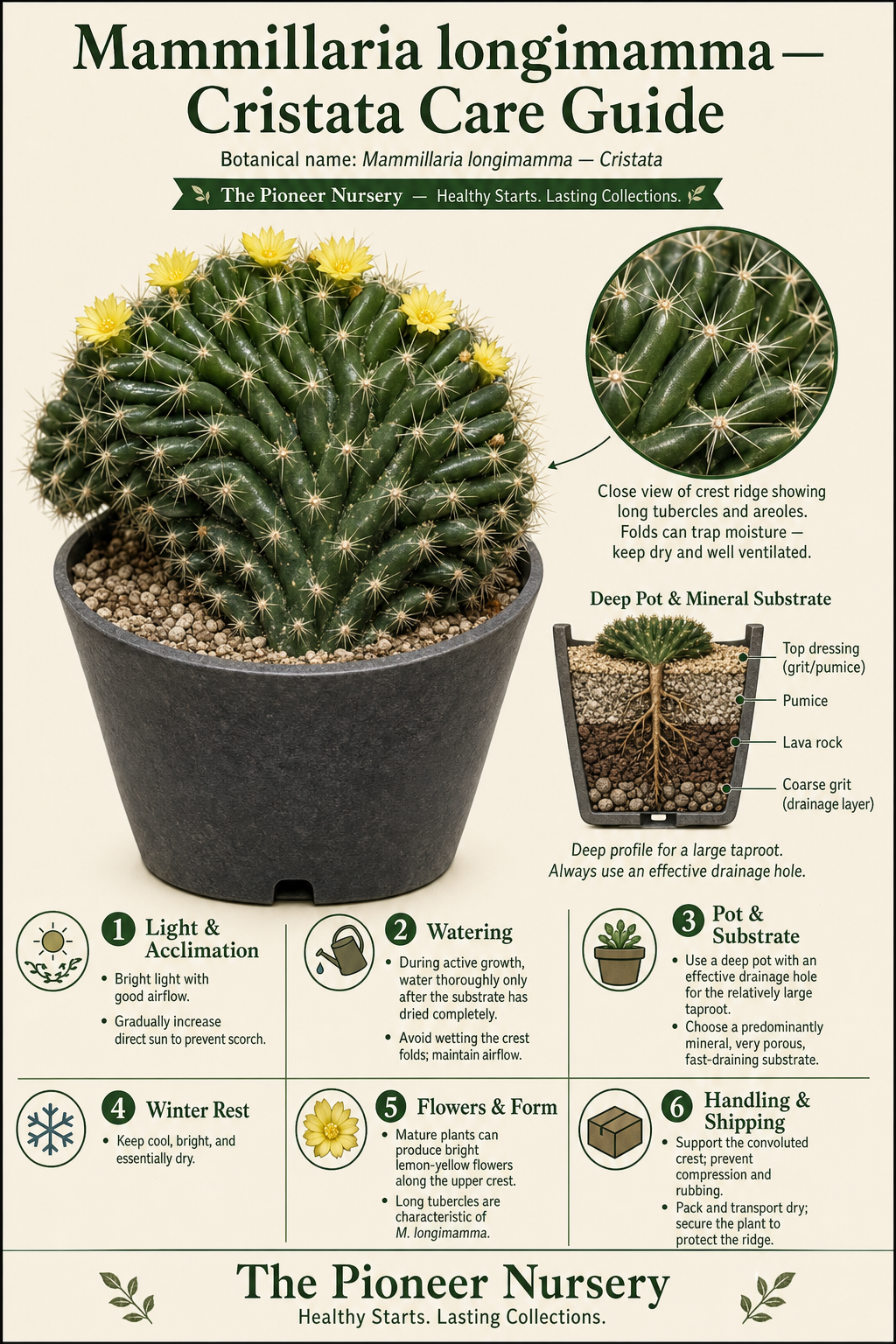 Mammillaria longimamma Cristata with a flattened convoluted crest, long tubercles, and yellow flowers in a vertical care guide infographic.