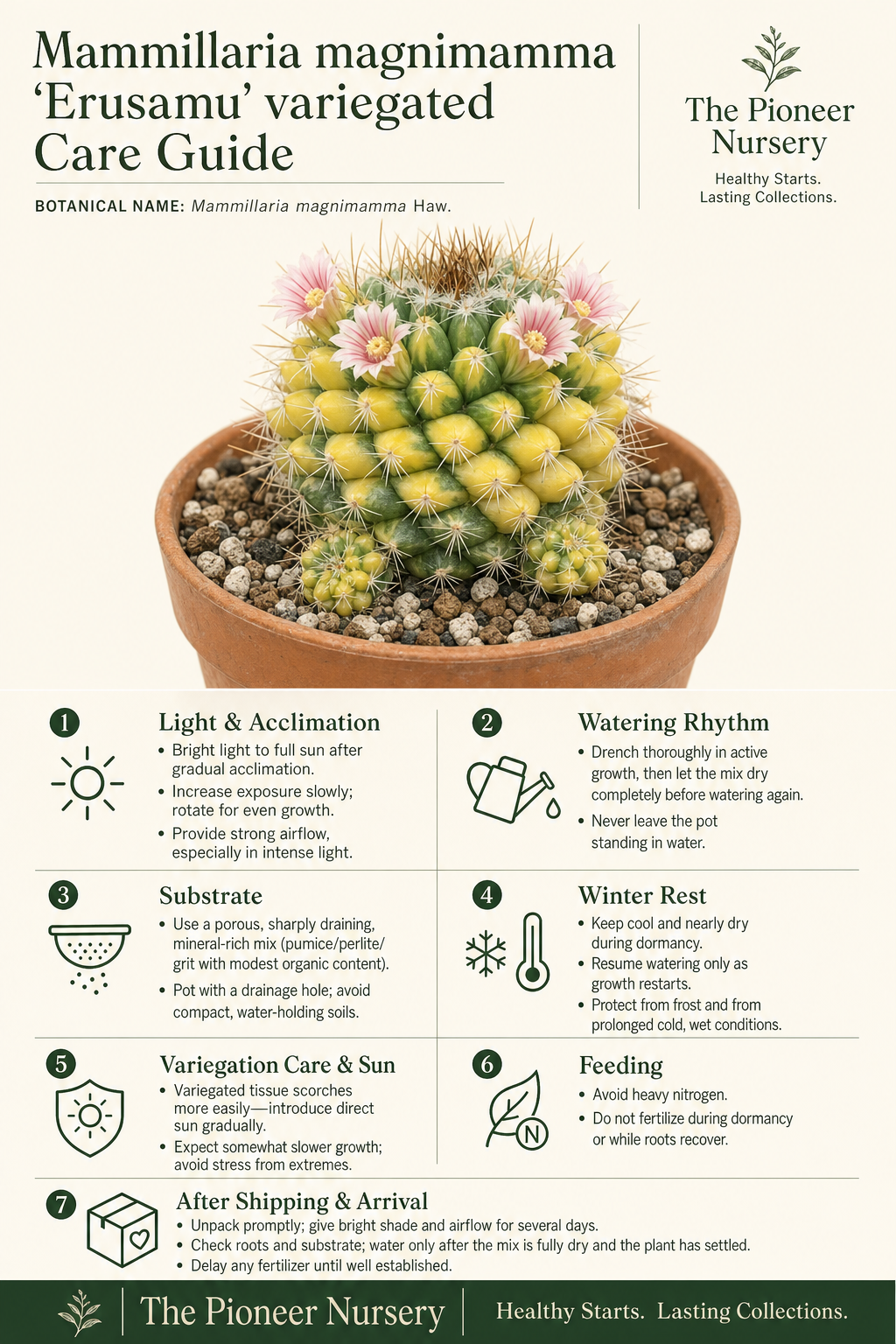 Variegated Mammillaria magnimamma ‘Erusamu’ cactus with compact clumping growth, pale variegated tissue, and small crown-ring flowers shown in a vertical care infographic.