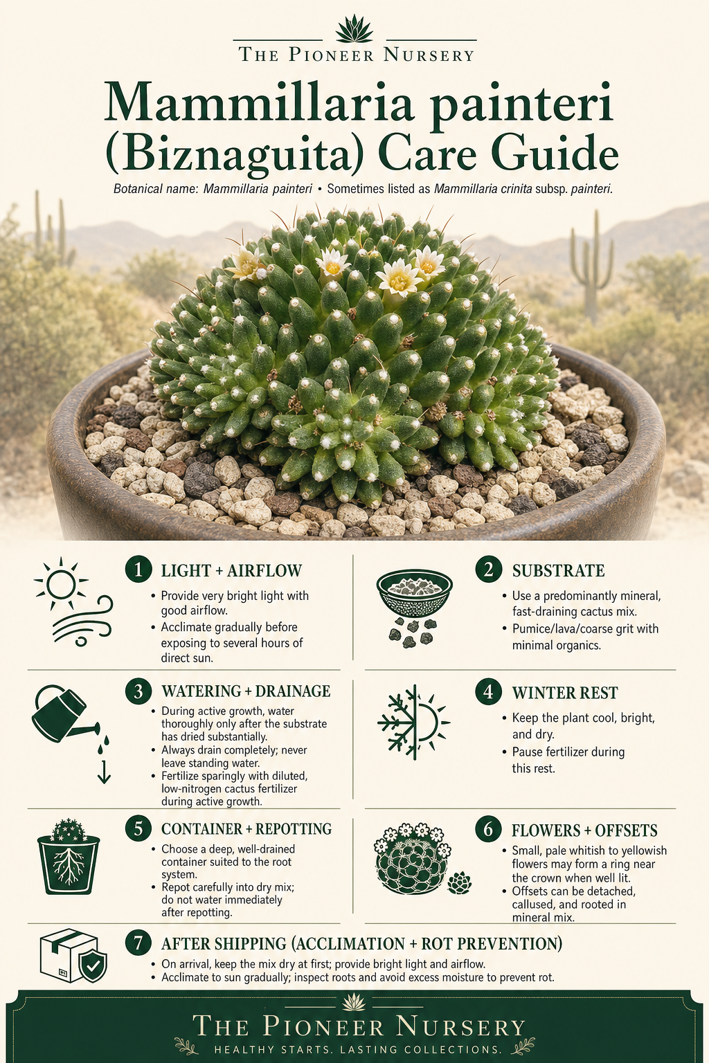 Mammillaria painteri, also known as Biznaguita, shown with care guidance for bright light, fast-draining soil, careful watering, and a dry winter rest.