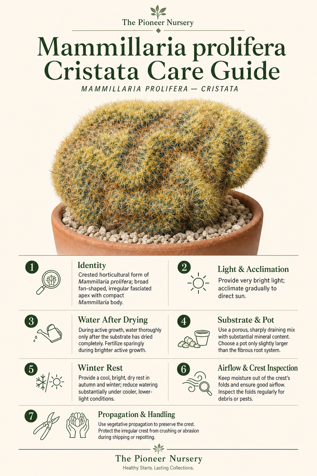 Mammillaria prolifera Cristata with a broad folded crested form in a well-draining pot, shown in a vertical cactus care infographic.