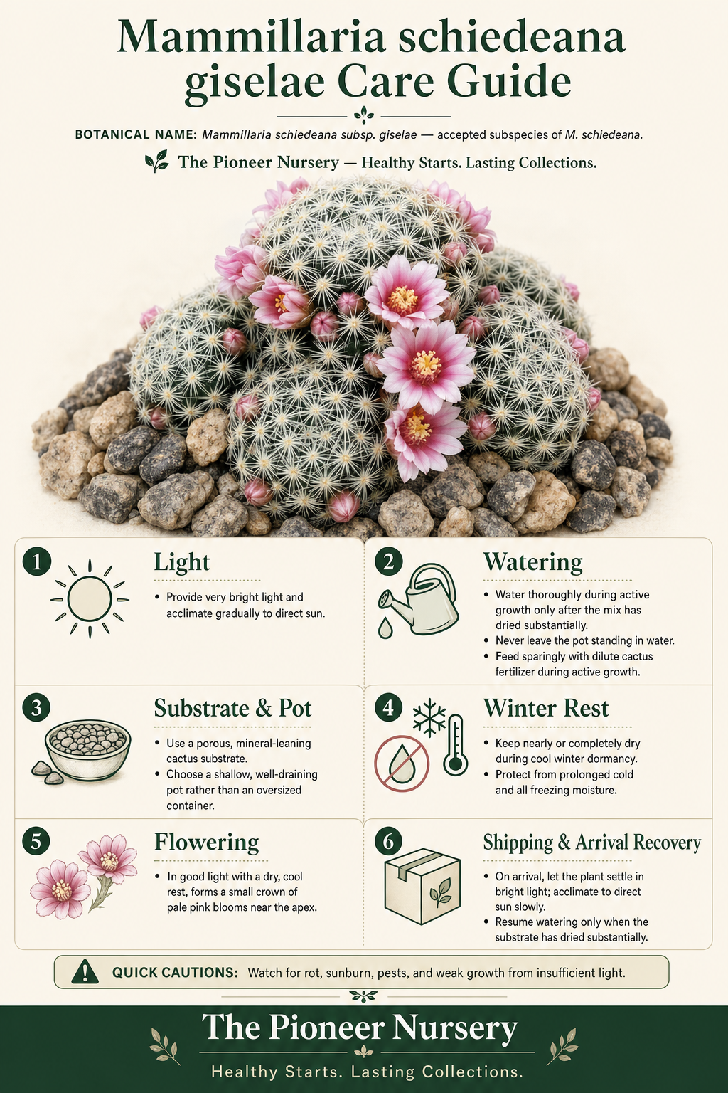 Mammillaria schiedeana giselae care guide showing a small clustering cactus with delicate spines and pale pink flowers.
