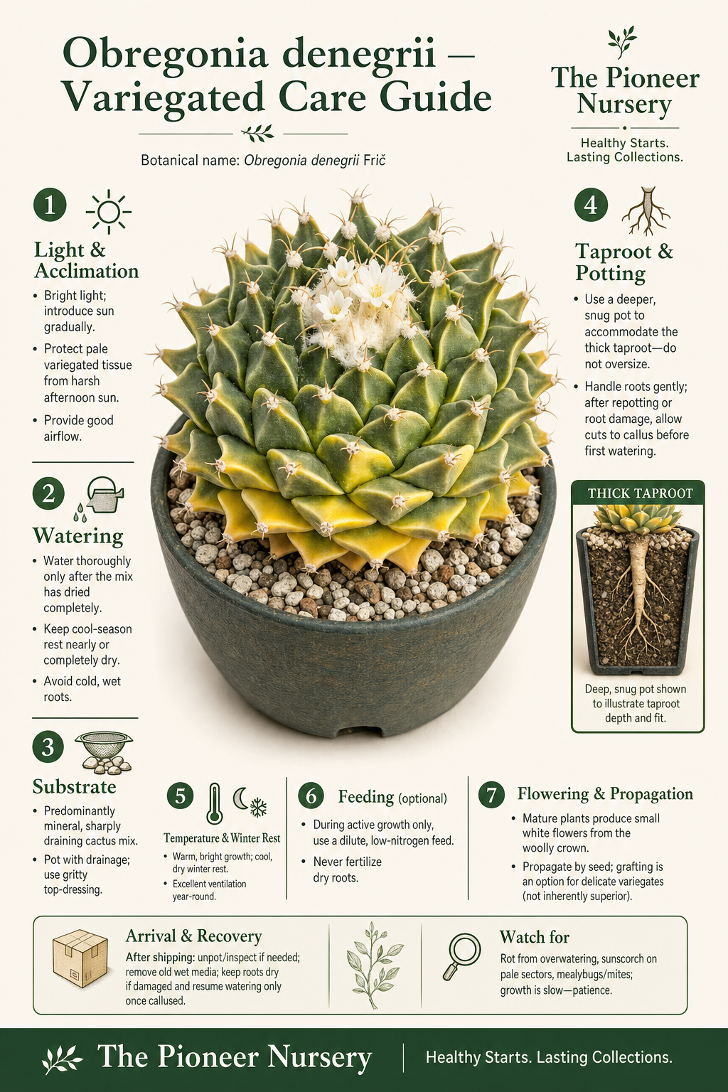 Variegated Obregonia denegrii artichoke cactus with compact form and pale green-and-yellow tissue in a mineral substrate, shown in a vertical care guide.