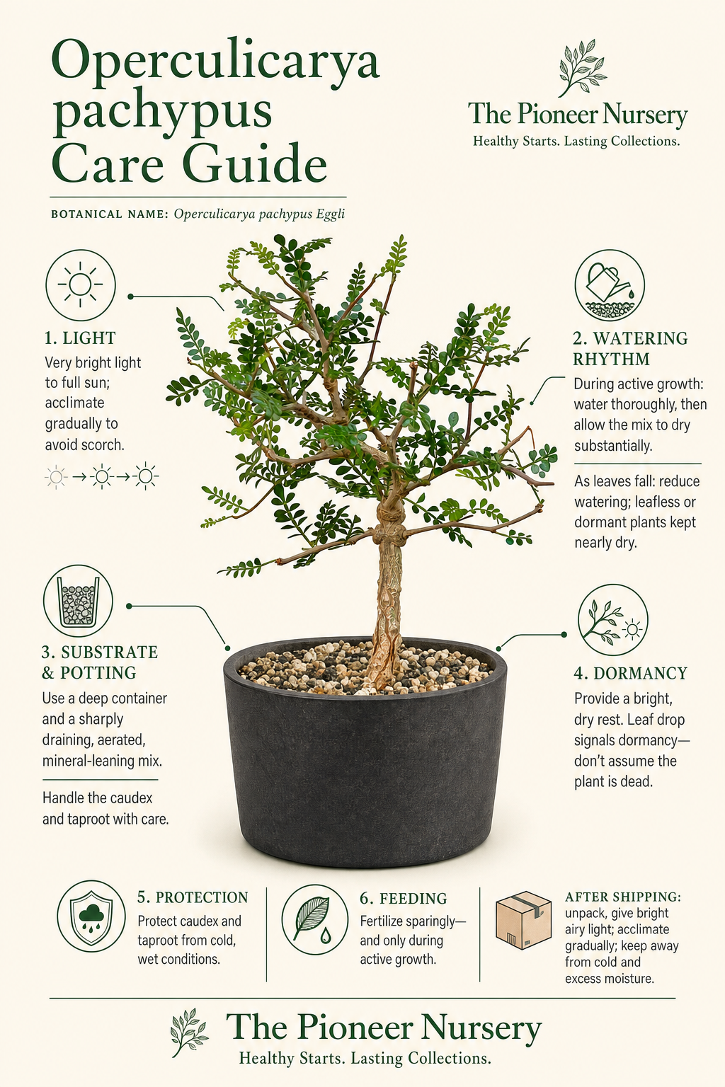Operculicarya pachypus with a swollen caudex and delicate foliage in a vertical care guide infographic.
