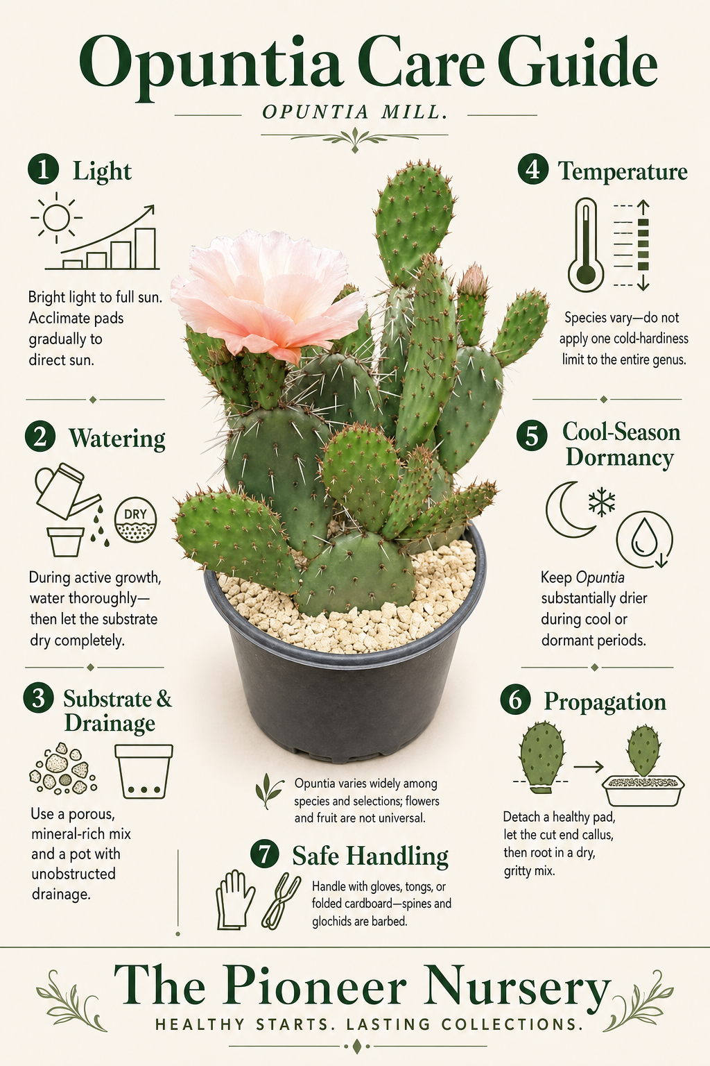 Opuntia prickly pear cactus genus care guide showing segmented pads, spines, glochids, bright light, dry-down watering, drainage, winter care, and pad propagation.