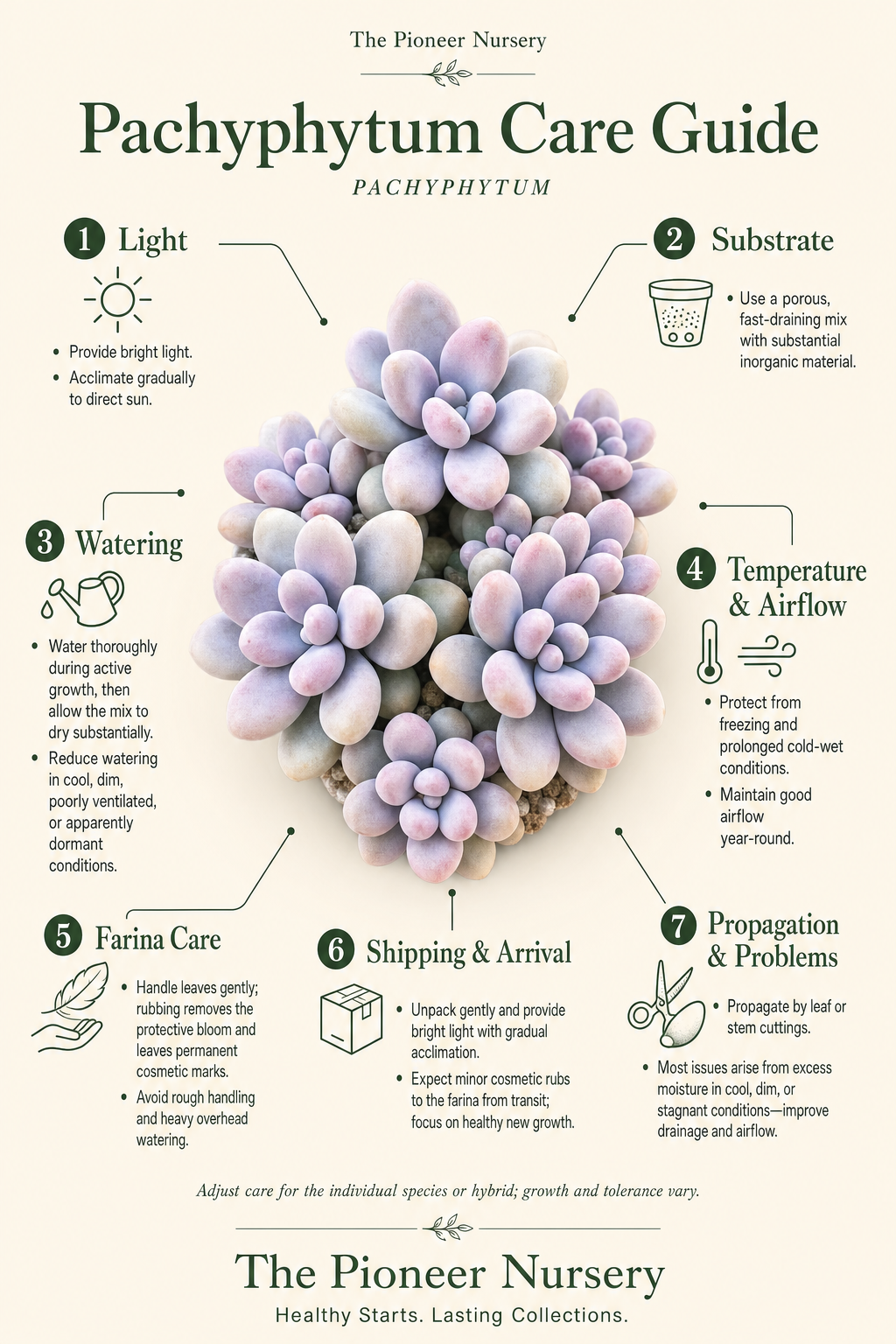 Pachyphytum genus care guide showing farina-covered succulent rosettes and key care practices.
