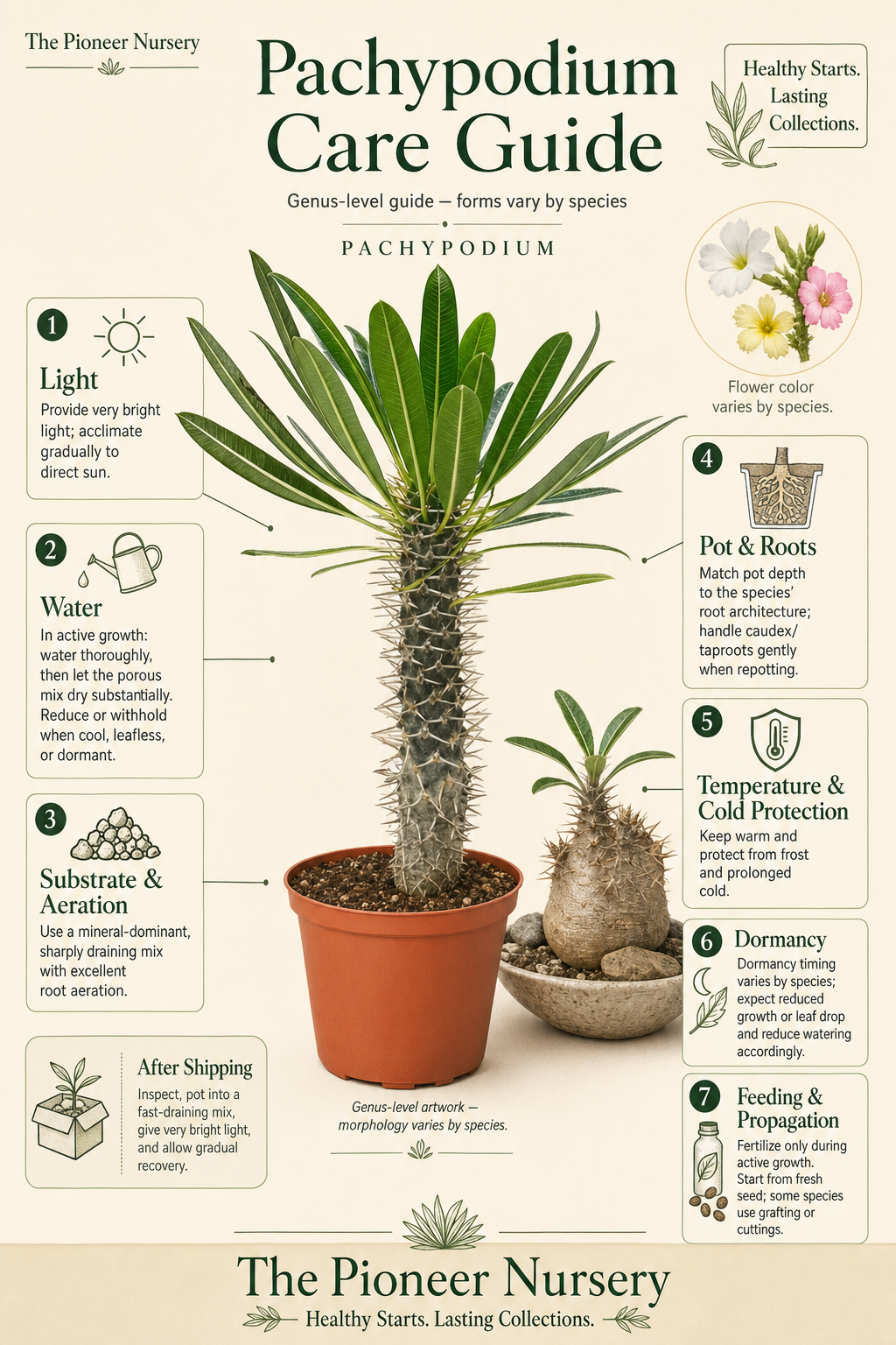 Pachypodium genus care guide showing representative swollen-stem and caudex forms with bright-light, drainage, watering, dormancy, and temperature guidance.