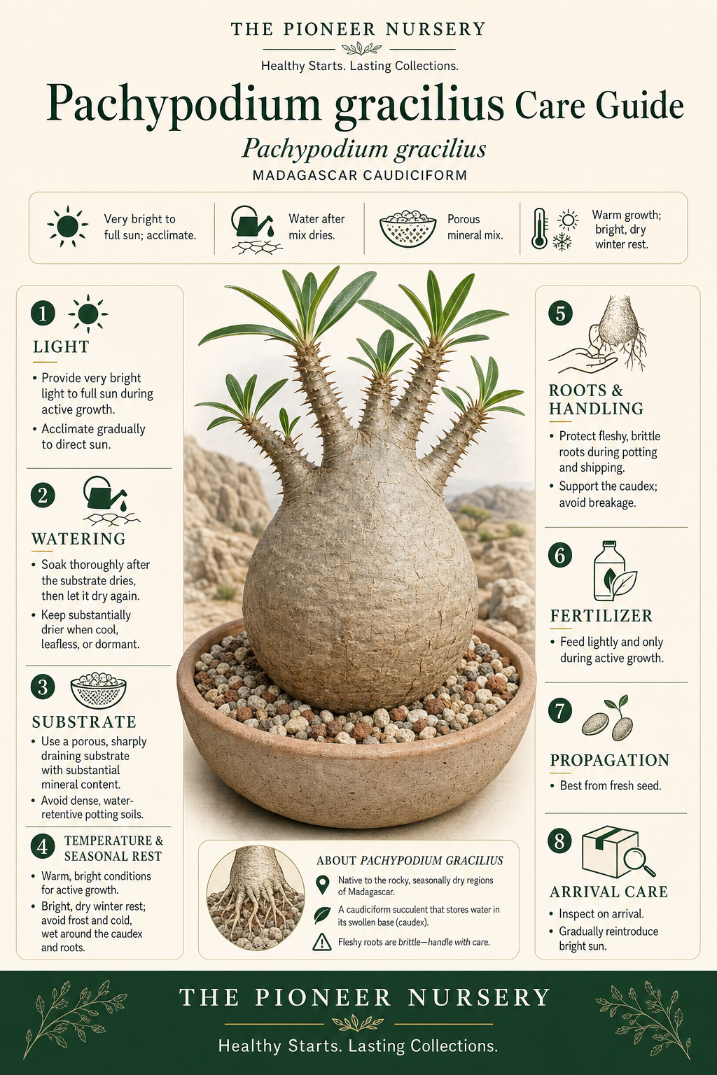 Pachypodium gracilius caudiciform succulent with a swollen caudex in a porous mineral substrate