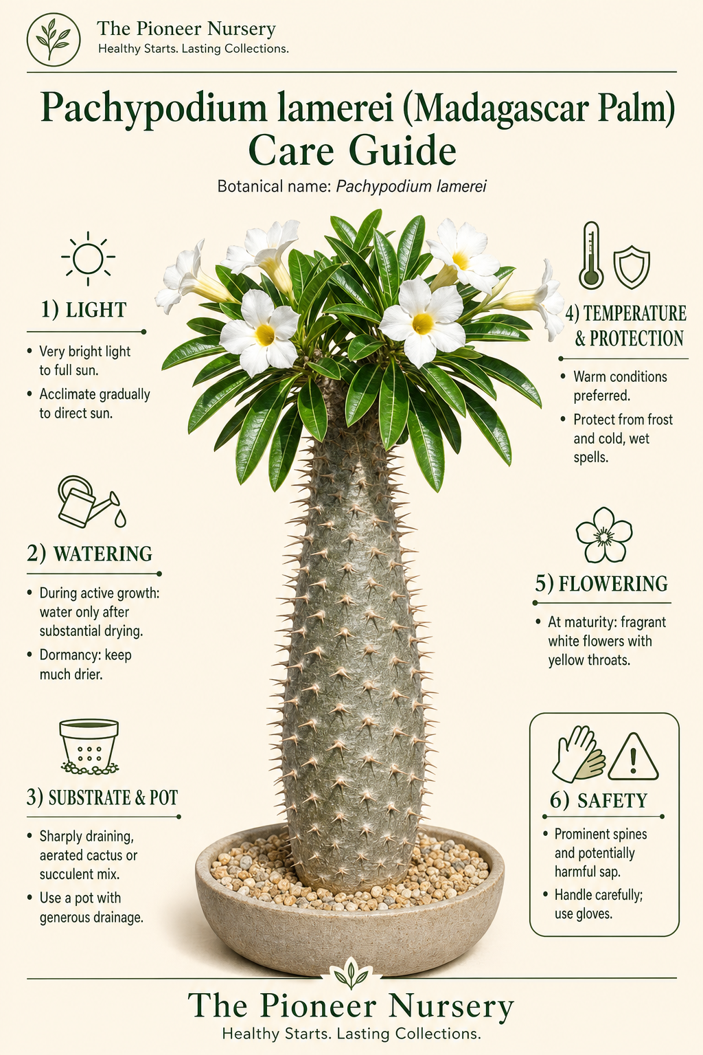 Pachypodium lamerei Madagascar palm care guide showing its swollen spiny trunk, narrow leaves, and white flowers with yellow throats.