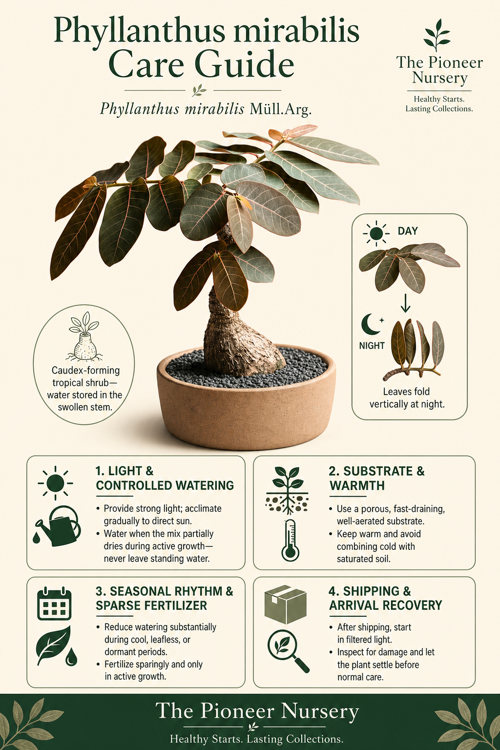 Phyllanthus mirabilis caudex plant care infographic showing its swollen succulent stem, leafy branches, strong-light needs, controlled watering, fast drainage, and nighttime leaf folding.