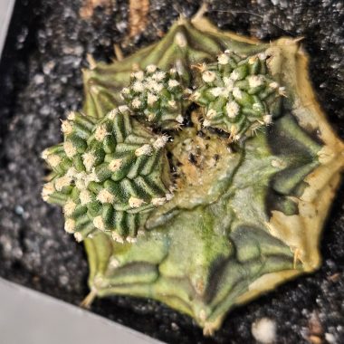 pn-2026-000005-04-0khHeB51aL Gymnocalycium mihanovichii 'Kanomchan' blind form