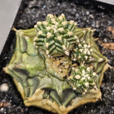 Gymnocalycium mihanovichii 'Kanomchan' blind form
