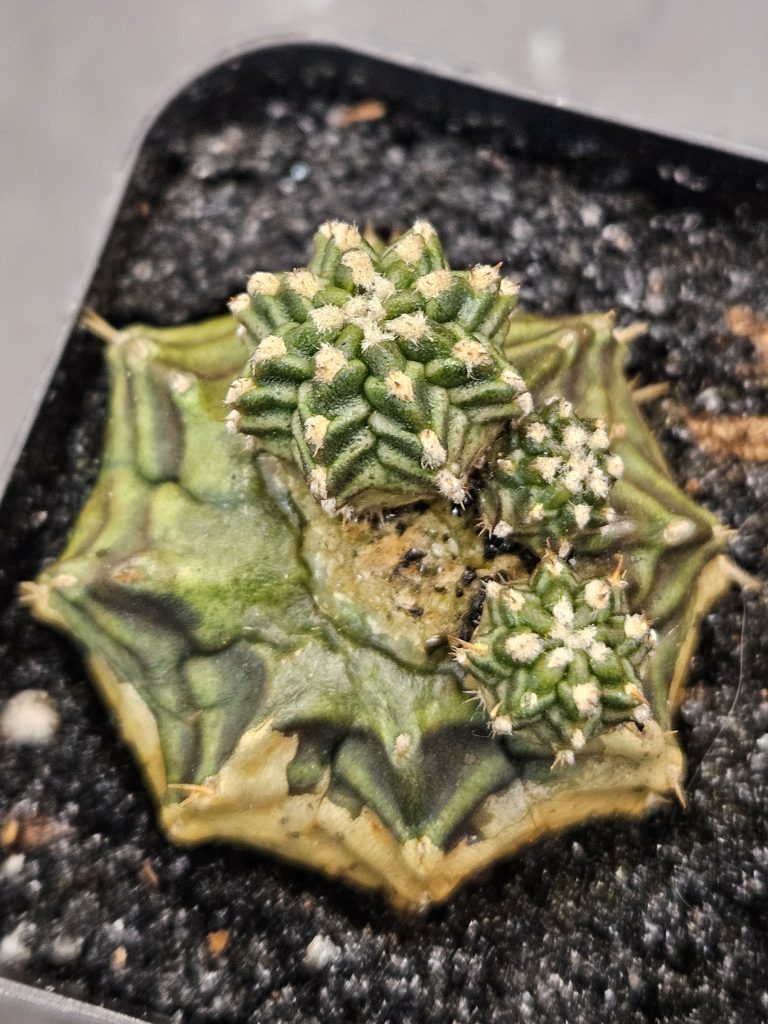 Gymnocalycium mihanovichii 'Kanomchan' blind form — 2.5 inch