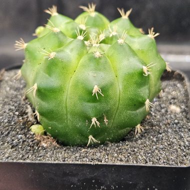 Gymnocalycium mihanovichii 'Green Mable'