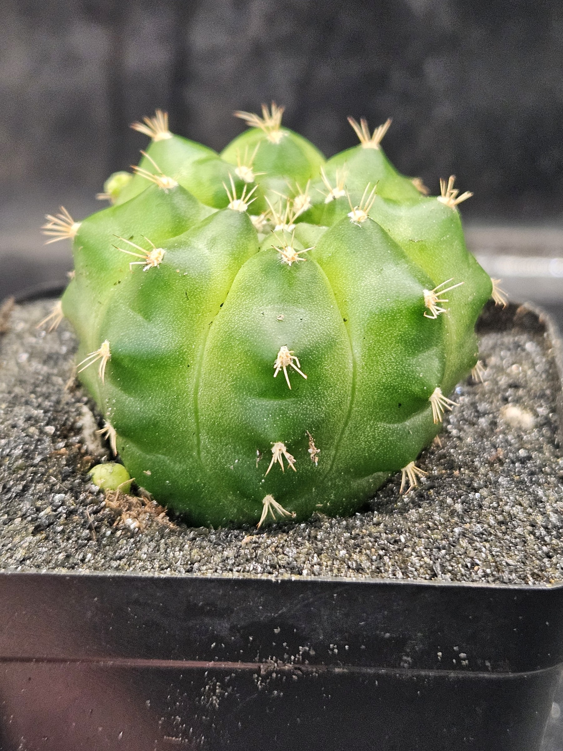 Gymnocalycium mihanovichii 'Green Mable'