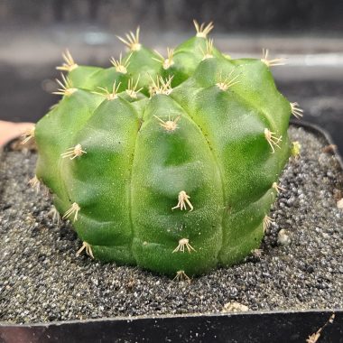 Gymnocalycium mihanovichii 'Green Mable'