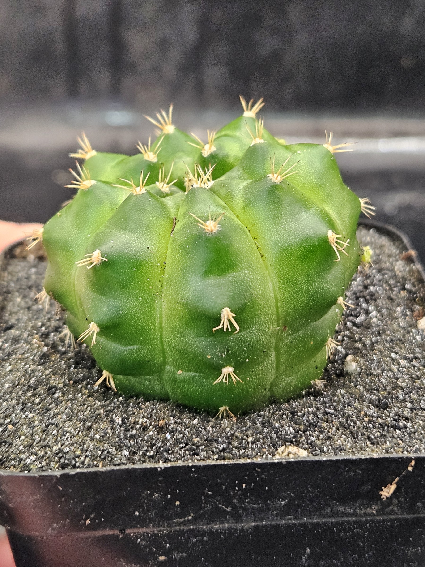 Gymnocalycium mihanovichii 'Green Mable'
